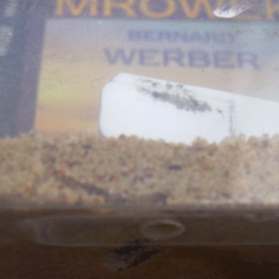 Lasius niger poczatek w piasku.jpg