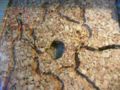 Termity gryza korek (Mrowkolew).jpg