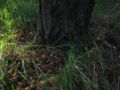 Gniazdo F.sanguinea - stacja pokarmowa(Geremy).jpg