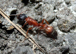 Pseudomyrmex termitarius myrmecos.net.jpg