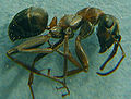 F.cunicularia (BartTP).jpg