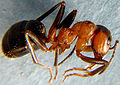 F.rufa (BartTP).jpg