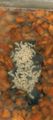 Gn larwy lasius niger-skaner600dpi.jpg