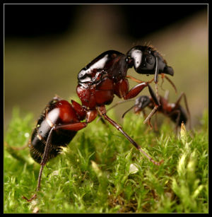 Camponotus ligniperda worker.jpg
