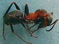 F.pratensis (BartTP).jpg