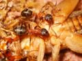 Formica sanguinea (Quarion Blass).jpg