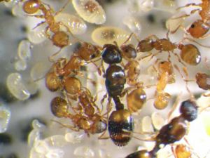 Temnothorax minutissimus (Christine Johnson).jpg