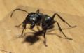 Camponotus vagus soldier.jpg