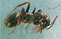 F.fusca (BartTP).jpg