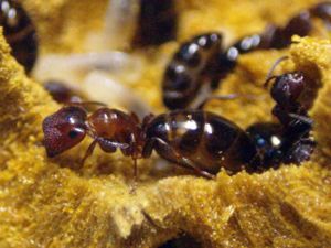 Camponotus truncatus soldier (Curtus).jpg