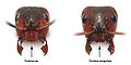 Miniatura wersji z 19:28, 23 sie 2009