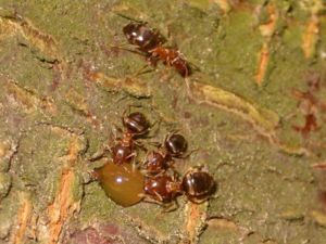 Lasius brunneus (Curtus).jpg