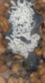Gn larwy lasius niger-skaner1200dpi.jpg
