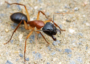 Camponotus nigriceps myrmecos.net.jpg