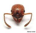 Miniatura wersji z 19:29, 23 sie 2009