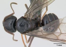 Lasius fuliginosus queen Antweb CC 3.jpg
