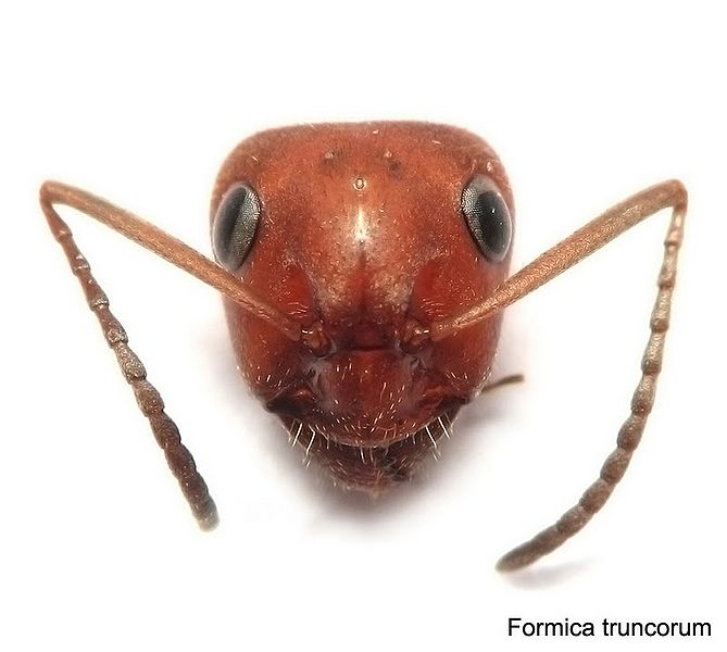 Plik:Twarz formica truncorum (faflun).jpg