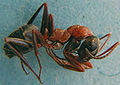 F.rufibarbis (BartTP).jpg
