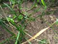 Gniazdo F.cinerea(Geremy).jpg