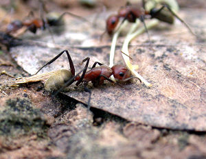 Camponotus blandus - www.myrmecos.net.jpg
