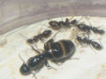Camponotus aethiops (lamarabunta).jpg