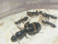 Miniatura wersji z 11:03, 2 sie 2008