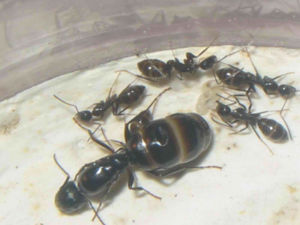Camponotus aethiops (lamarabunta).jpg