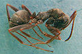 F.cinerea (BartTP).jpg