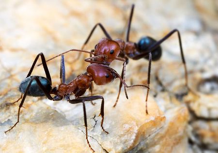 Iridomyrmex reburrus Formicopedia