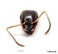 Miniatura wersji z 19:29, 23 sie 2009