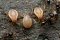 Miniatura wersji z 08:57, 2 sie 2008