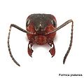 Miniatura wersji z 19:27, 23 sie 2009