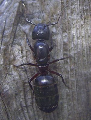 Camponotus herculeanus 2.jpg
