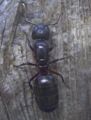 Camponotus herculeanus 2.jpg