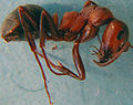 F.sanguinea (BartTP).jpg