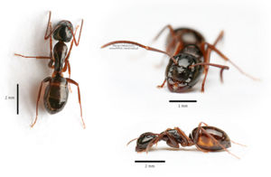 Camponotus fallax robotnica MAck.jpg
